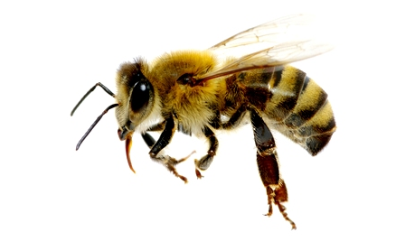 Unduh 880 Koleksi Gambar Hewan Lebah Terbaik 