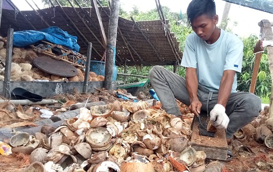 Salah seorang pekerja mencungkil kelapa tua untuk dijadikan kopra (dr)