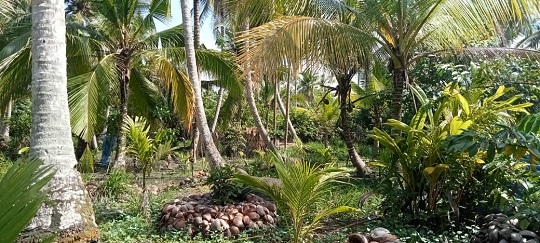 Tanaman kelapa dibiarkan tanpa perawatan saat harga kelapa anjlok (dr)