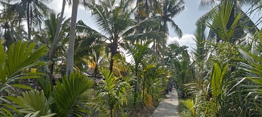 Tadinya petani kelapa di Indragiri Hilir berharap tambahan pendapatan dari pinang, namun seiring anjloknya harga kelapa, harga pinangpun ikut anjlok (dr)